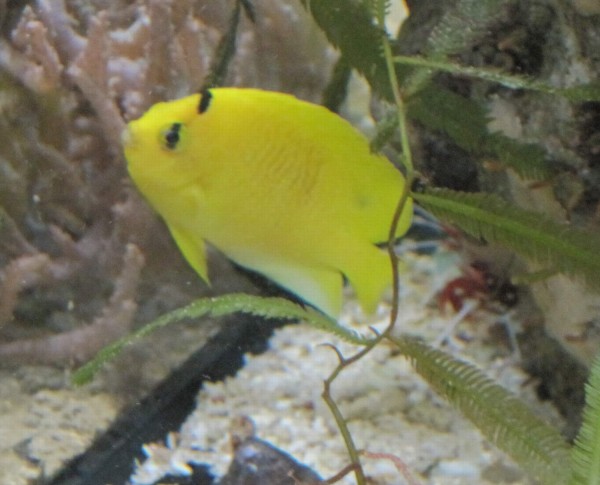 Apolemichthys trimaculatus - Dreipunkt-Rauchkaiserfisch - juvenil