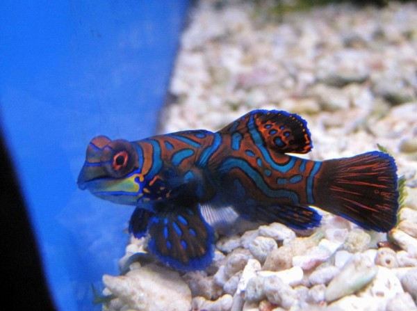Pterosynchiropus splendidus - Mandarin-Fisch