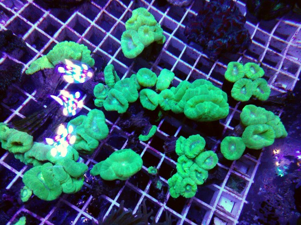 Angebot 6 Polypen Caulastrea furcata - neongrün