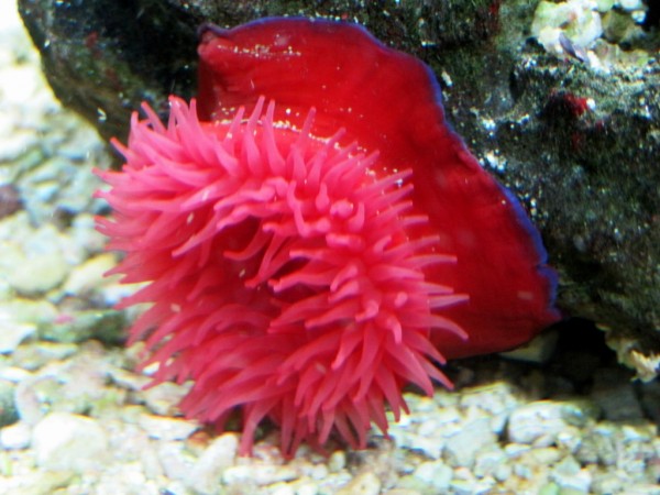 Actinia equina - Pferdeaktinie oder Purpurrose