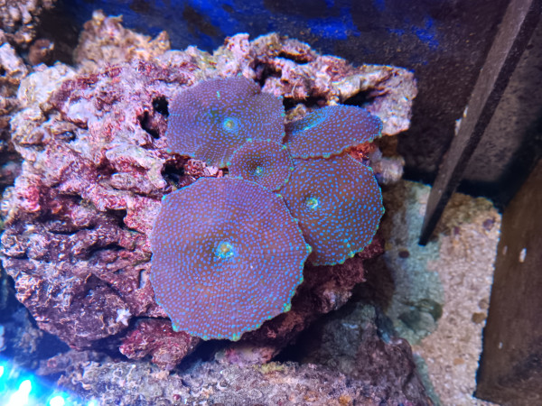 WYSIWYG pro Scheibe blau mit hellblauen Punkten Discosoma Scheibenanemonen