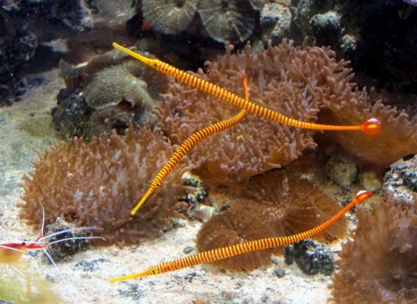 oft Wartezeit Dunckerocampus pessuliferus - rot-gelb gestreifte Sulu-Seenadel