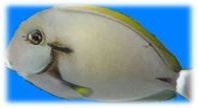 Acanthurus nigricauda - Achselklappen-Doktorfisch