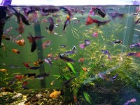 Meeresaquaristik Und Seepferdchen Aquarium Bei Seepferdchen24 Seepferdchen24 Meeresaquaristik Gmbh