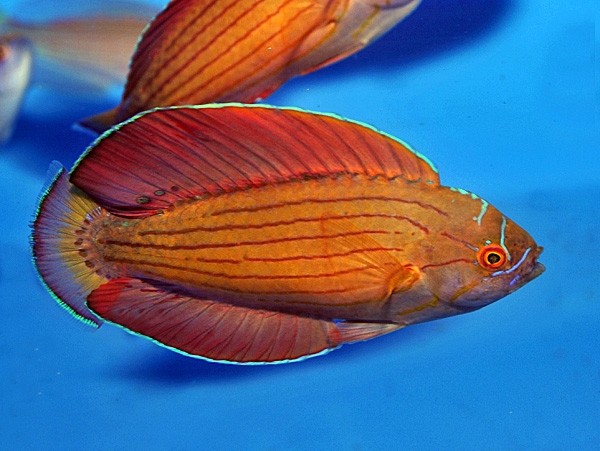 Paracheilinus octotaenia - Rotmeer Zwerglippfisch