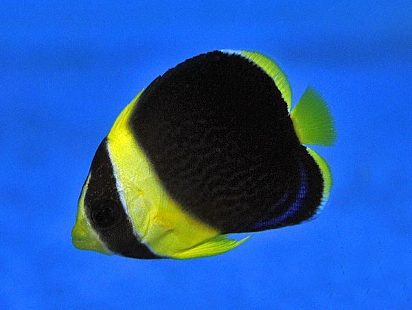 juveniler Chaetodontoplus duboulayi - Samtkaiser - Nachzucht