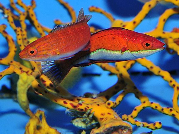 Männchen Cirrhilabrus rubeus - wunderschöner Zwerglippfisch