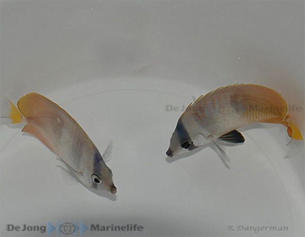 Chaetodon kleinii - Falterfisch: Glasrosen- und Manjano-Fresser -