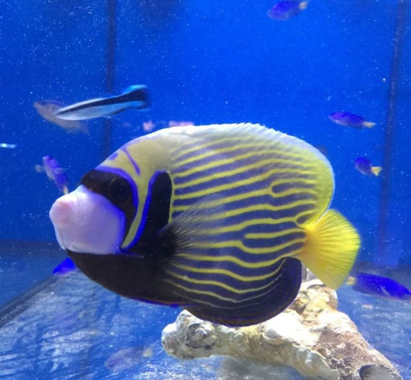 Pomacanthus imperator - Kaiserfisch adulte Färbung