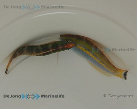 Weibchen Pseudojuloides severnsi - Multicolor-Lippfisch (Schabracken-Junker)