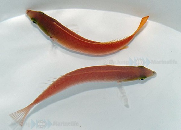 Weibchen Pseudojuloides cerasinus - Multicolor-Lippfisch (Zuckerstangen-Junker)