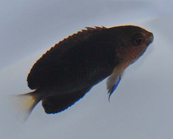 Centropyge flavicauda - Weißschwanz-Zwergkaiserfisch