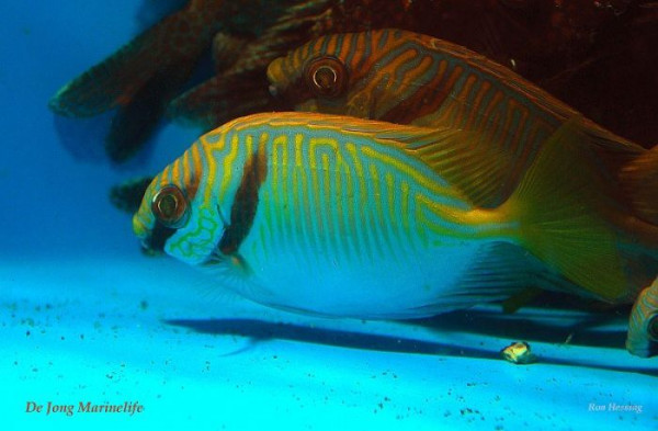 Siganus doliatus - Blaustreifenkaninchenfisch